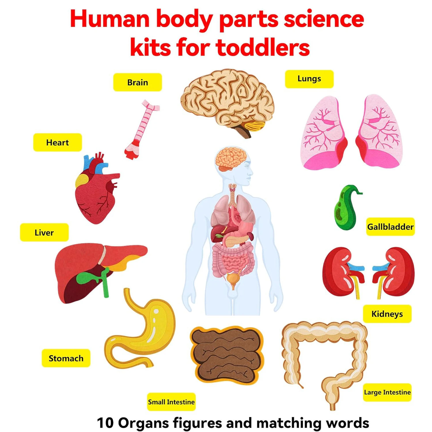 Piezas del cuerpo humano, tabl - Kids Education Story reseña y precio